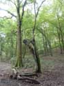 Tree close to Hermeton Gochene in DOISCHE / BELGIUM: 