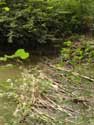 Beaver Dam Gochene in DOISCHE / BELGIUM: 