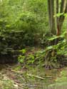 Beaver Dam Gochene in DOISCHE / BELGIUM: 