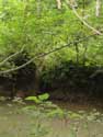 Beaver Dam Gochene in DOISCHE / BELGIUM: 