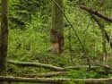 Beaver Dam Gochene in DOISCHE / BELGIUM: 