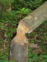 Beaver Dam Gochene in DOISCHE / BELGIUM: 