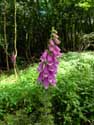 Foxglove flowers Gochene in DOISCHE / BELGIUM: 