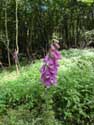 Foxglove flowers Gochene in DOISCHE / BELGIUM: 