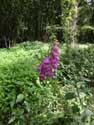 Foxglove flowers Gochene in DOISCHE / BELGIUM: 