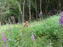 Fleurs Foxglove Gochene  DOISCHE / BELGIQUE: 