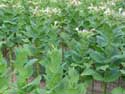Tabacco Plants Yurukovo / Bulgaria: 