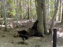 Refuge for Dancing Bears Belitsa / Bulgaria: 