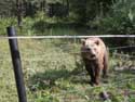 Refuge for Dancing Bears Belitsa / Bulgaria: 