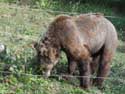 Refuge for Dancing Bears Belitsa / Bulgaria: 