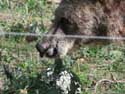 Refuge for Dancing Bears Belitsa / Bulgaria: 