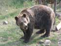 Refuge for Dancing Bears Belitsa / Bulgaria: 