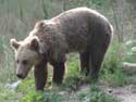 Refuge for Dancing Bears Belitsa / Bulgaria: 