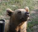 Refuge for Dancing Bears Belitsa / Bulgaria: 