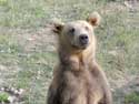 Refuge for Dancing Bears Belitsa / Bulgaria: 