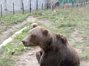 Refuge for Dancing Bears Belitsa / Bulgaria: 