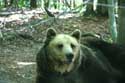 Refuge for Dancing Bears Belitsa / Bulgaria: 