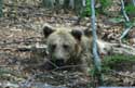 Refuge for Dancing Bears Belitsa / Bulgaria: 