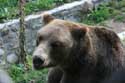 Refuge for Dancing Bears Belitsa / Bulgaria: 