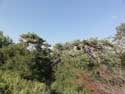 Trees on Shipka Pass Shipka / Bulgaria: 