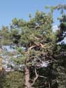 Trees on Shipka Pass Shipka / Bulgaria: 