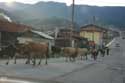 Koeien in de straat Yagodina in BORINO / Bulgarije: 