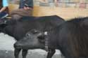 Cows in the street Yagodina in BORINO / Bulgaria: 