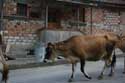 Cows in the street Yagodina in BORINO / Bulgaria: 