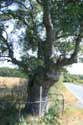 Oak tree 200 years old Letovishte Irakli / Bulgaria: 
