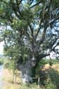 Oak tree 200 years old Letovishte Irakli / Bulgaria: 