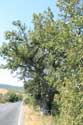 Oak tree 200 years old Letovishte Irakli / Bulgaria: 