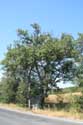 Oak tree 200 years old Letovishte Irakli / Bulgaria: 