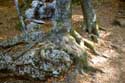 Tree with roots tight to rock Batak / Bulgaria: 
