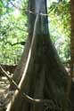 Arbre en zoo Manila / Philippines: 