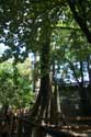 Arbre en zoo Manila / Philippines: 