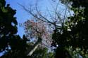 Tree in Zoo Manila / Philippines: 