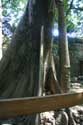 Arbre en zoo Manila / Philippines: 