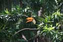 Tucan dans zoo de manilla Manila / Philippines: 