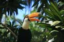 Tucan in Manilla Zoo Manila / Philippines: 