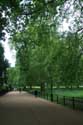 Platanes LONDRES / Angleterre: 