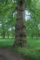 Platane Trees LONDON / United Kingdom: 