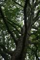 Platane Trees LONDON / United Kingdom: 