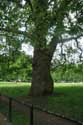 Platane Trees LONDON / United Kingdom: 