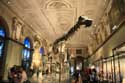 Peoples Theatre - Nature History Museum VIENNA / Austria: 