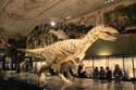 Peoples Theatre - Nature History Museum VIENNA / Austria: 