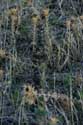 Ants' Road Izvorishte / Bulgaria: 