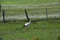Storks in Spring 2013 Izvorishte / Bulgaria: 