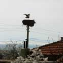 Storks in Spring 2013 Izvorishte / Bulgaria: 