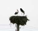 Storks in Spring 2013 Izvorishte / Bulgaria: 