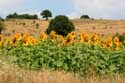 Zonnebloemveld Izvorishte / Bulgarije: 